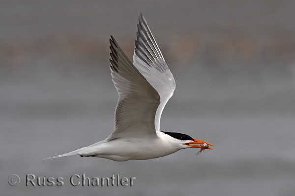 Royal Tern © Russ Chantler